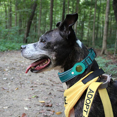 Anti-Lost Dog Collar Waterproof Airtag Protective Case Reflective Pet Necklace - PeticaDeals