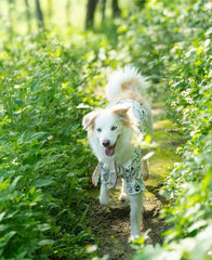 Breathable Pet Shirt for Summer - PeticaDeals