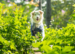 Breathable Pet Shirt for Summer - PeticaDeals