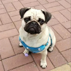 Breathable Reflective Harness for Cats & Small Dogs - PeticaDeals