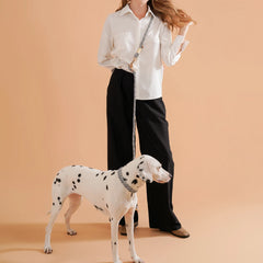Collar Dog Simple Trendy Style - PeticaDeals