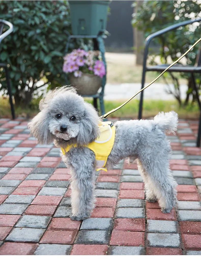 Cute Bee Vest Cats & Small Dog Leash - PeticaDeals