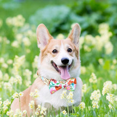 Cute Bowknot Flower Pet ID Collars - PeticaDeals