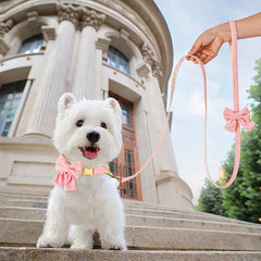 Cute Dog Collar Leash Set With Bowknot Soft Velvet - PeticaDeals