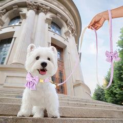 Cute Dog Collar Leash Set With Bowknot Soft Velvet - PeticaDeals