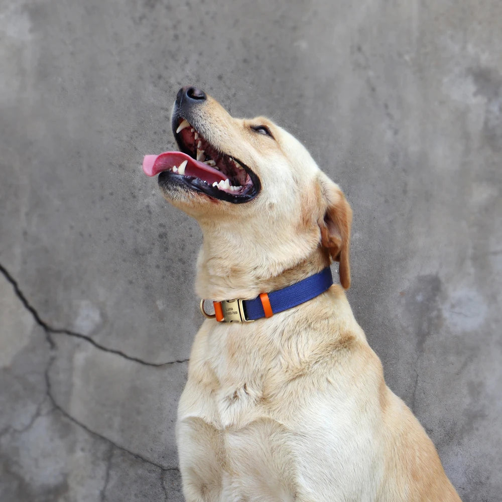 Dog Collar Real Leather Nylon Dog Collars and leash Set Durable Adjustable ID Collars for Small Medium Large Dogs - PeticaDeals