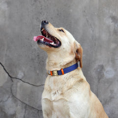 Dog Collar Real Leather Nylon Dog Collars and leash Set Durable Adjustable ID Collars for Small Medium Large Dogs - PeticaDeals