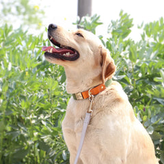Dog Collar Real Leather Nylon Dog Collars and leash Set Durable Adjustable ID Collars for Small Medium Large Dogs - PeticaDeals