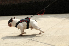 Dog Harness No-pull Reflective Tactical Harness Vest for Small Large Pet Dogs - PeticaDeals