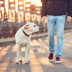 Dog Leash Durable Pet Walking Leash Rope Double Coupler 1 Way 2 Ways - PeticaDeals