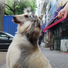 Dog Leash Short Comfortable Handle Leashes 30cm Reflective Belt for Dog Walking Nylon - PeticaDeals