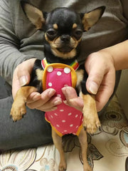 Dot Denim Dog Female Shorts Pants for Small & Medium Dogs - PeticaDeals