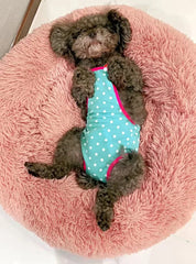 Dot Denim Dog Female Shorts Pants for Small & Medium Dogs - PeticaDeals