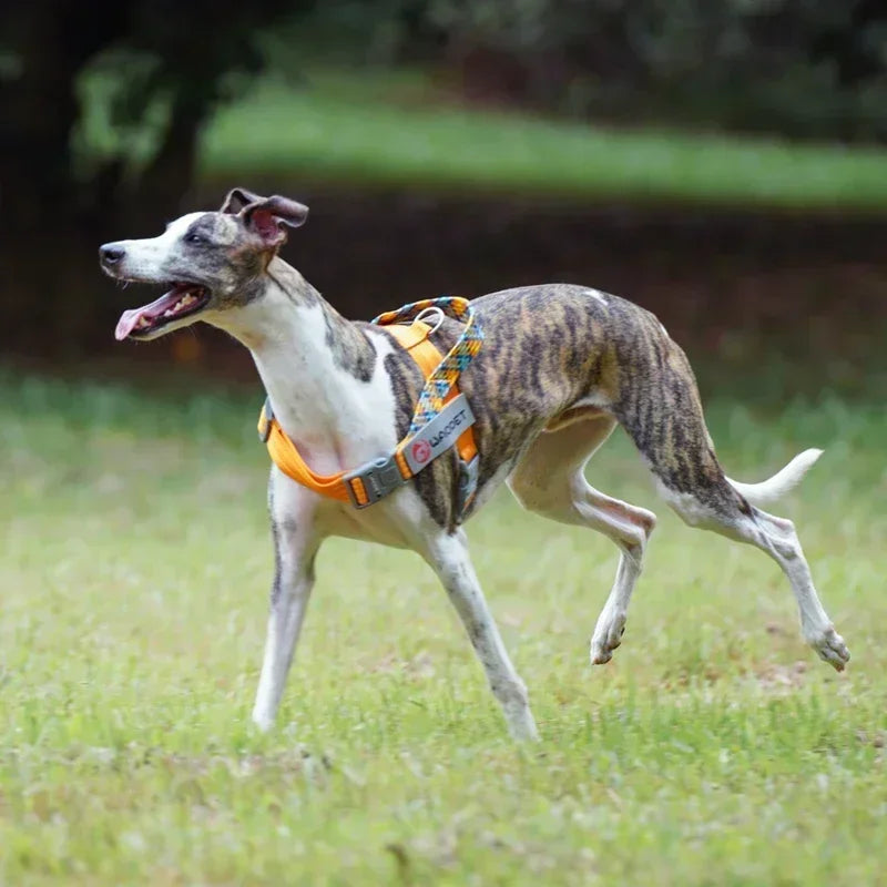 Durable Nylon Medium And Heavy Dog Harness No Pull Reflective Webbing Harness Dogs Walking Handle - PeticaDeals