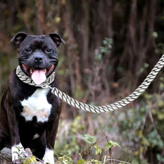 Durable Stainless Steel Dog Gold Silver Chain Lead - PeticaDeals