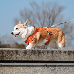 Harnesses Vest Pet Reflective Nylon Walking Running - PeticaDeals