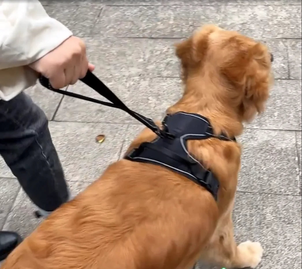 Heavy-Duty Reflective Nylon Dog Leash with Padded Handle - PeticaDeals