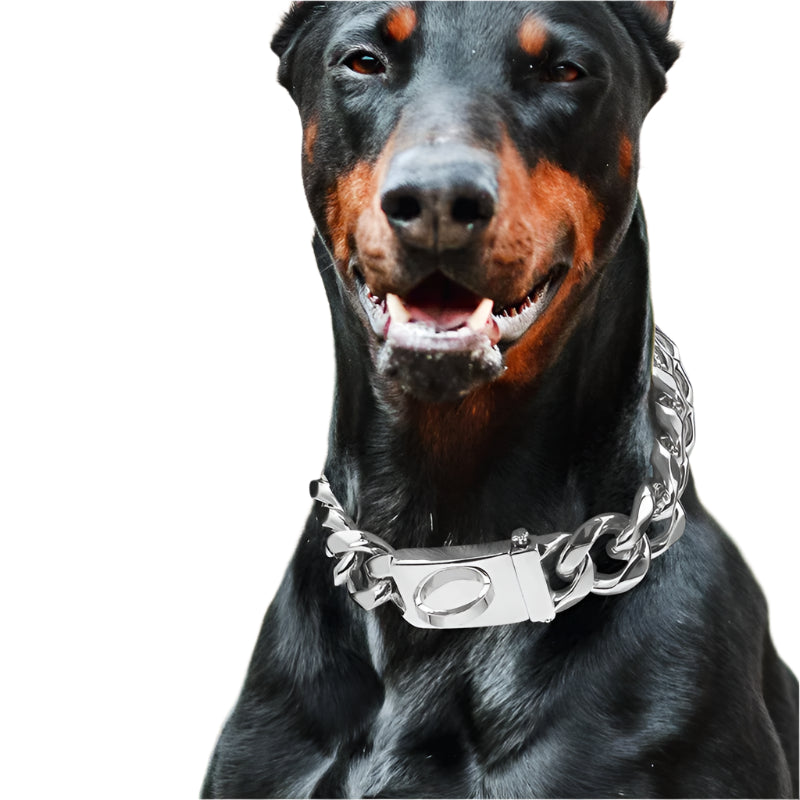 Heavy Duty Gold Dog Collar with Solid Buckle - PeticaDeals