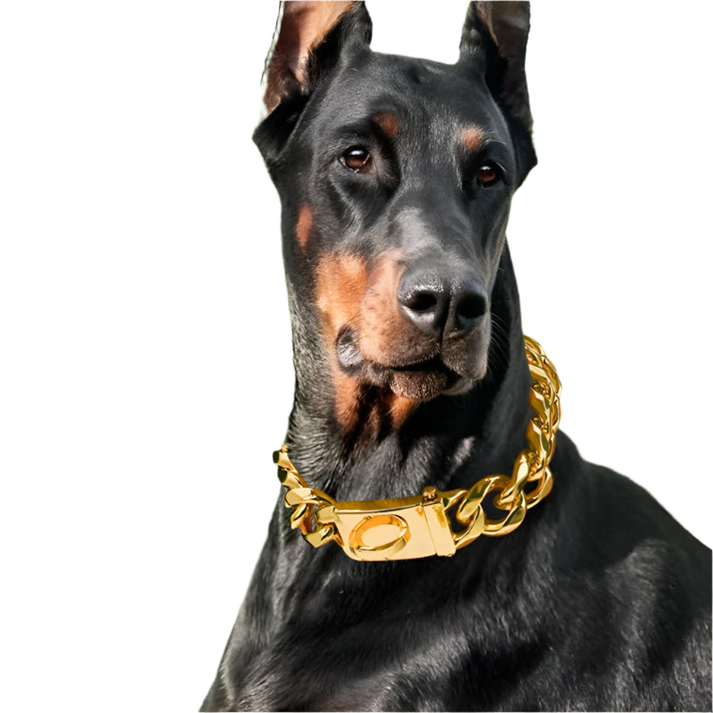 Heavy Duty Gold Dog Collar with Solid Buckle - PeticaDeals
