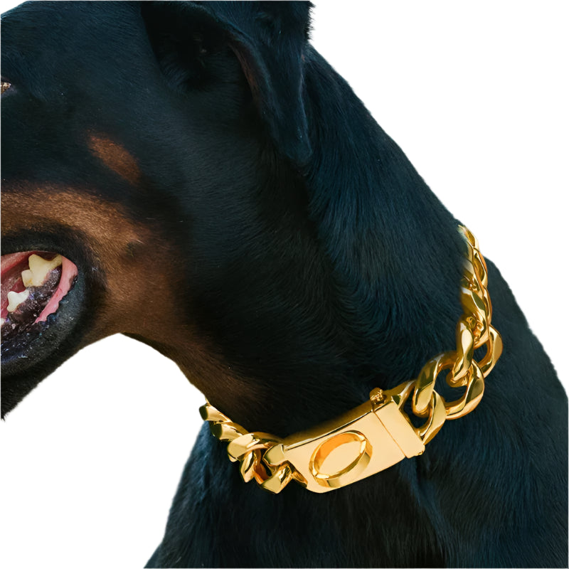 Heavy Duty Gold Dog Collar with Solid Buckle - PeticaDeals