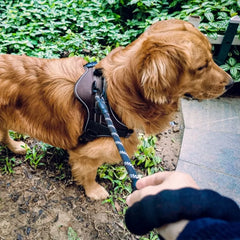 Leash Soft Strong Durable Dog Comfortable Short Training - PeticaDeals