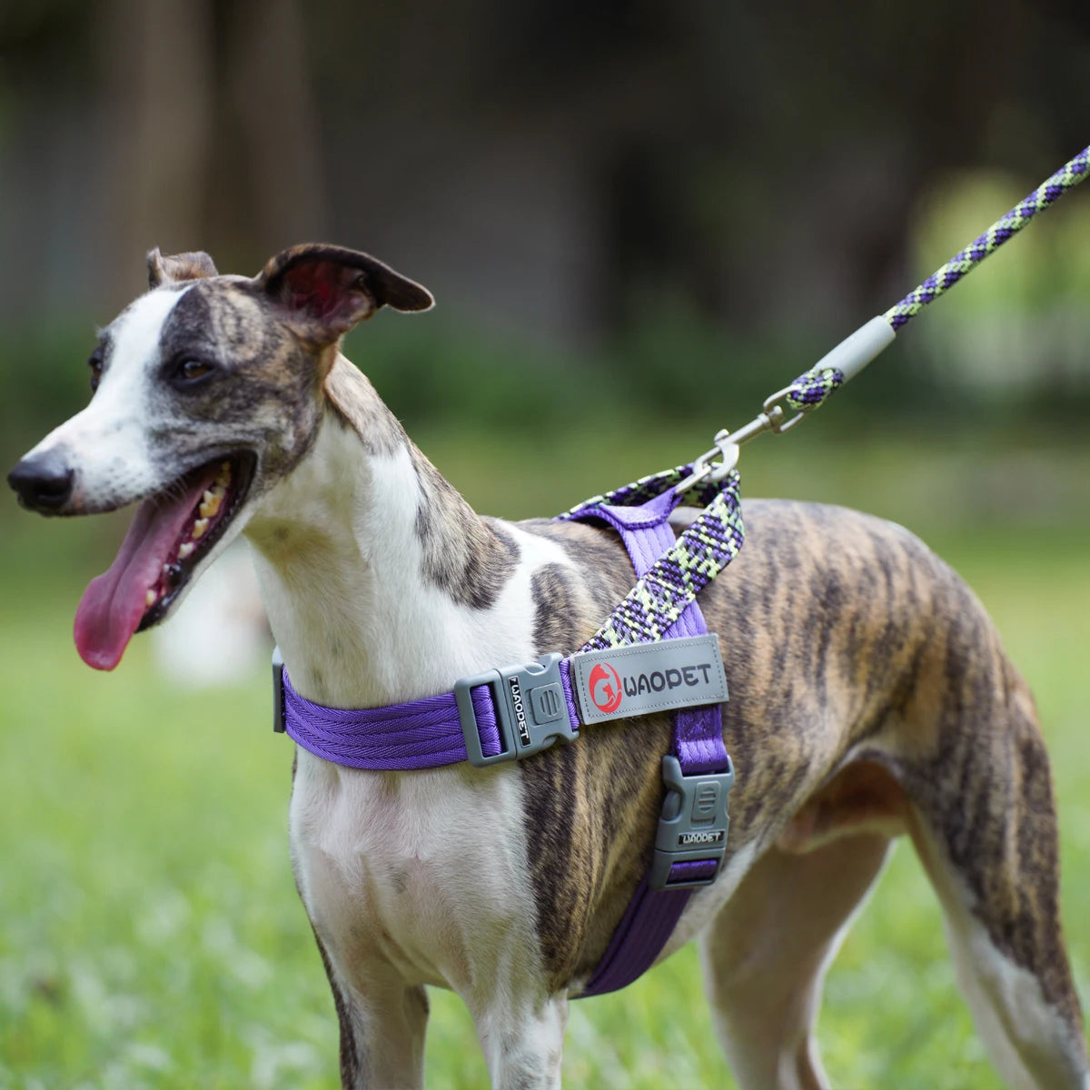 Leashes Collar Set Dogs - PeticaDeals