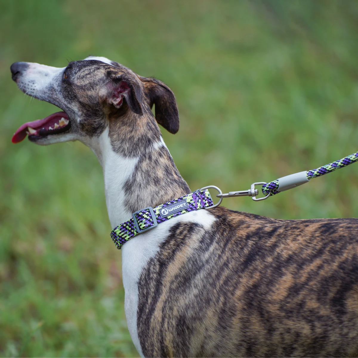 Leashes Collar Set Dogs - PeticaDeals