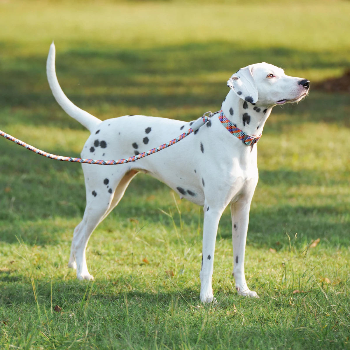 Leashes Collar Set Dogs - PeticaDeals