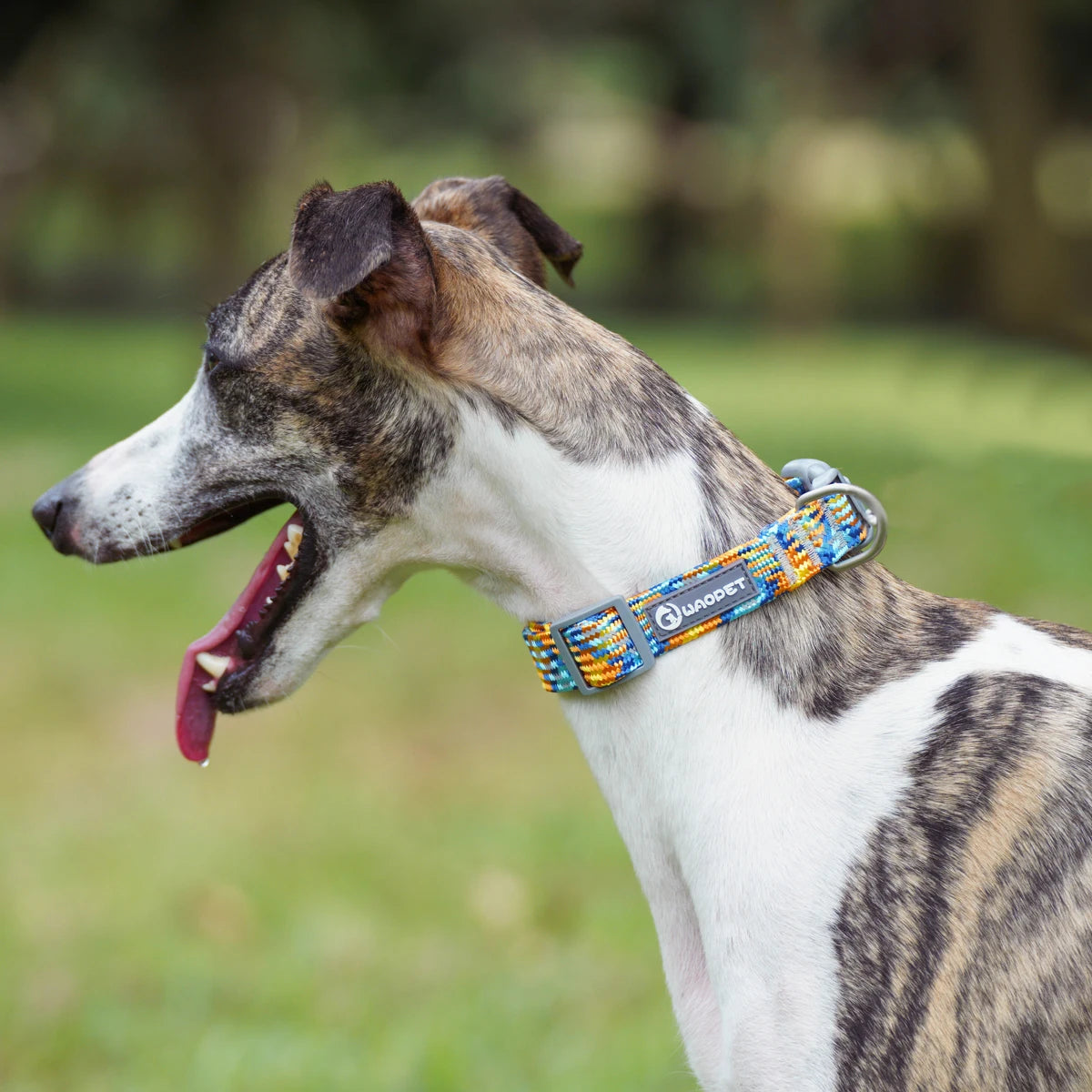 Leashes Collar Set Dogs - PeticaDeals