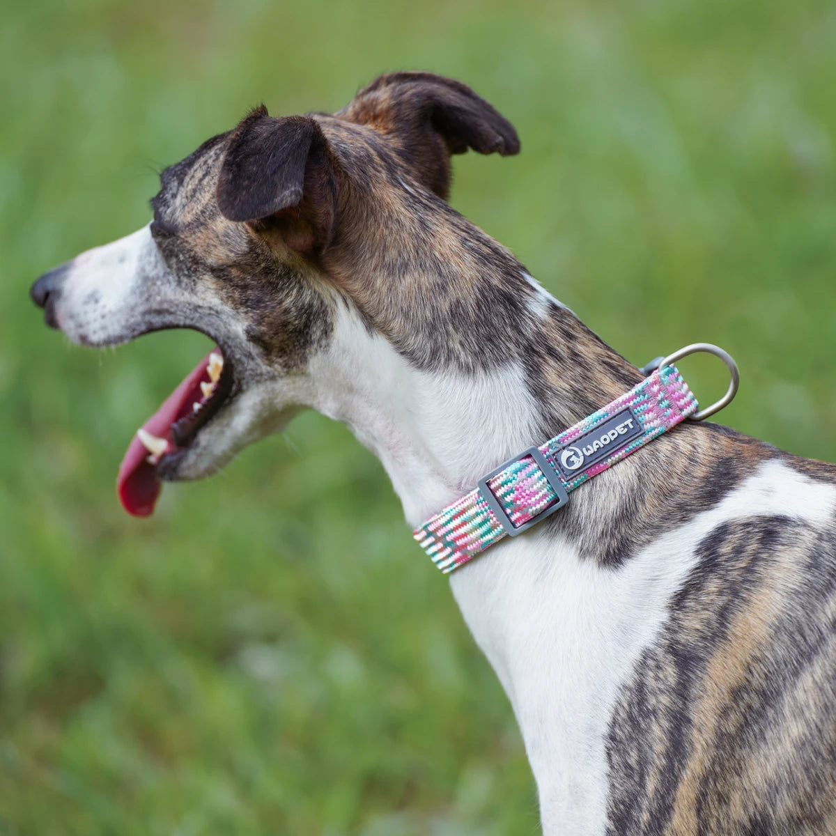 Leashes Collar Set Dogs - PeticaDeals