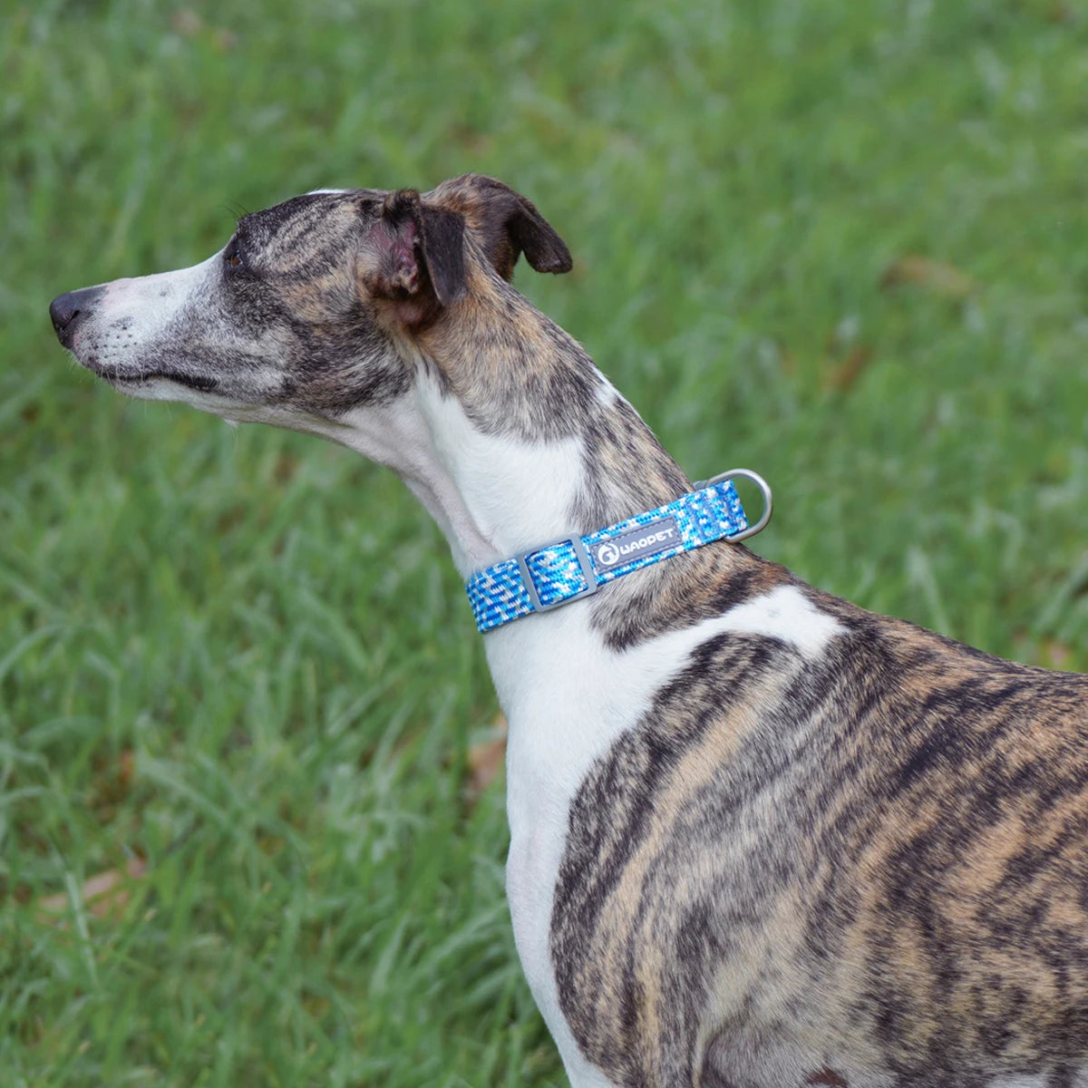 Leashes Collar Set Dogs - PeticaDeals