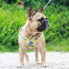 Luminous Adjustable Harness For Dogs - PeticaDeals