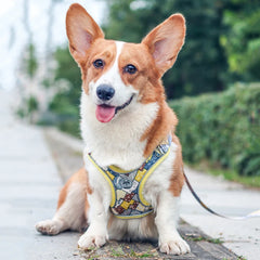 Luminous Adjustable Harness For Dogs - PeticaDeals