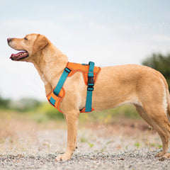 Mesh Breathable  Nylon Reflective Pet Training Vest Adjustable - PeticaDeals