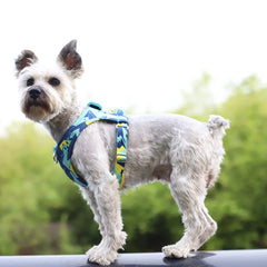 New Dog Cat Harness Adjustable Vest Walking Lead Leash For Puppy Dogs - PeticaDeals