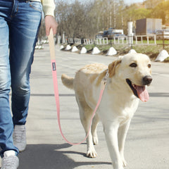 New Dog Leash And Collar Set Adjustable NO PULL PVC Anti-Water Easy Clean Dog Collars - PeticaDeals