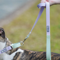 New Dog Leash And Collar Set Adjustable NO PULL PVC Anti-Water Easy Clean Dog Collars - PeticaDeals
