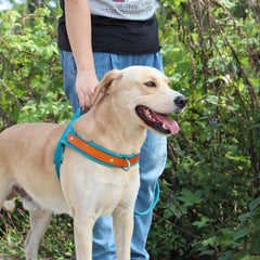 No Pull Padded Nylon and PU Leather Pet Dog Harness - PeticaDeals