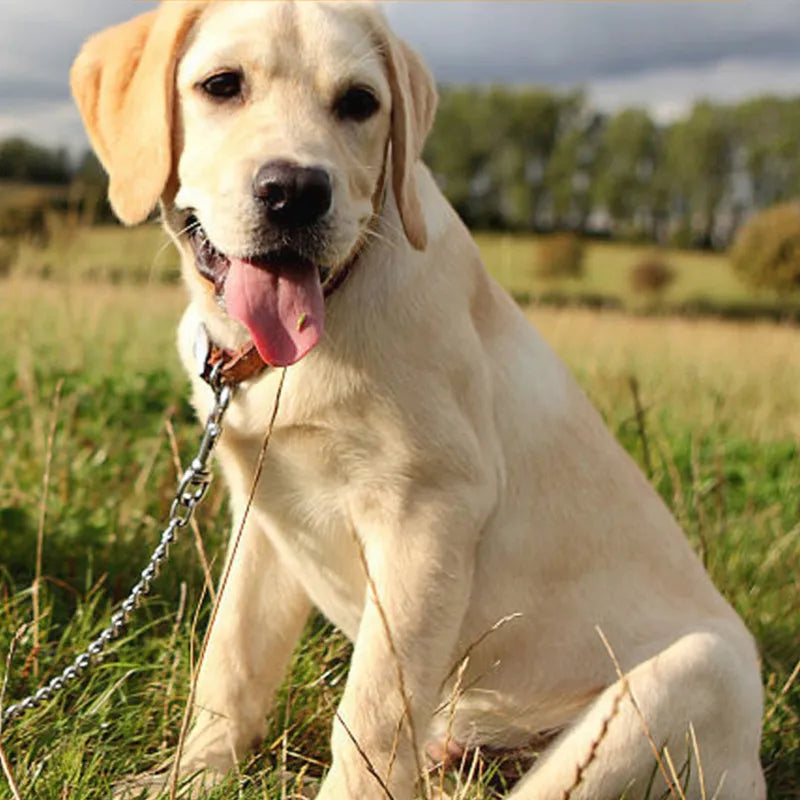 Nylon Dog Chain Leash Stainless Steel - PeticaDeals