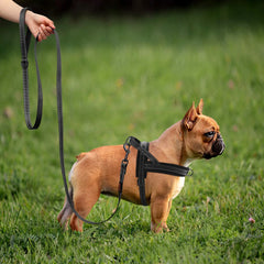 Nylon Dog Leash Soft Reflective Lead For Small Medium Large Dogs - PeticaDeals