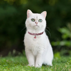 Paw Pet Collar Rhinestone Adjustable Neck - PeticaDeals