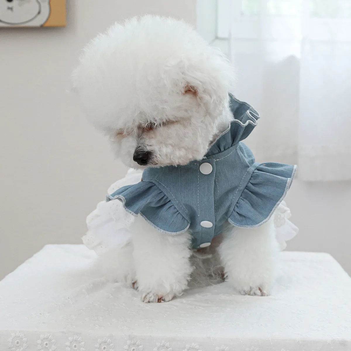 Pet Cowboy Coat for Dogs & Cats - PeticaDeals