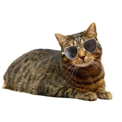 Pet Glasses for Small Dog Cat Cute Lovely - PeticaDeals