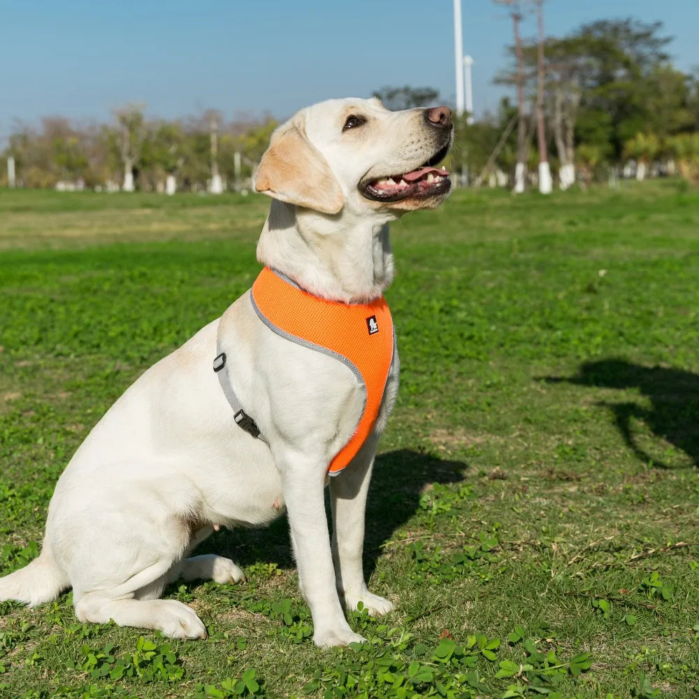Pet Harness Breathable Mesh Nylon Soft Lightweight Walk Vest - PeticaDeals