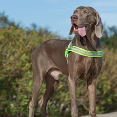 Pet Harness Neoprene Padded 3M Reflective Strips - PeticaDeals