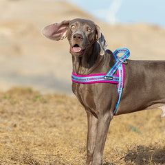 Pet Harness Neoprene Padded 3M Reflective Strips - PeticaDeals