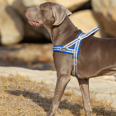 Pet Harness Neoprene Padded 3M Reflective Strips - PeticaDeals