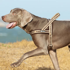 Pet Harness Neoprene Padded 3M Reflective Strips - PeticaDeals