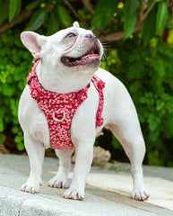 Pet Harness Vest for Big Medium Small Dog - PeticaDeals