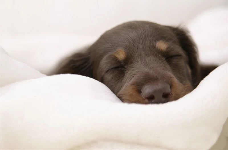 Pet House For Small Medium Dogs Cats Nest - PeticaDeals